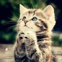 لي لو (@com36lelo) Twitter profile photo