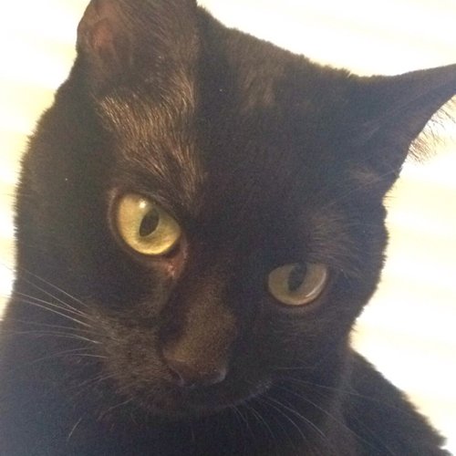 KitiaraTomsen's profile picture. wife to @corum, mother to @rj_bear, I'm an excellent associate.