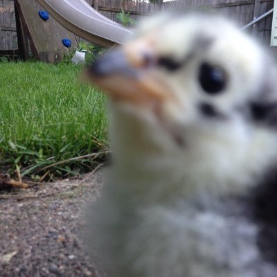 chickDeveloper's profile picture. Raising chicks and learning computer stuff