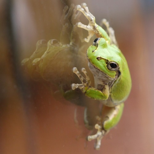 tomoching's profile picture. 教員／研究者（物性実験方面）です。アイコンは買ったばかりの一眼カメラがうれしくて撮ったアマガエルくん。窓ガラスの内側からねらった写真もあるけどカワユスすぎるので見せたげませーん(^^) （仕事に関してつぶやくこともたまにあるけどもちろん個人としてのつぶやきです）