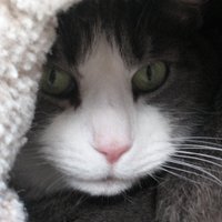 Cat Gray 🇺🇦(@Cat_Gray14) 's Twitter Profile Photo