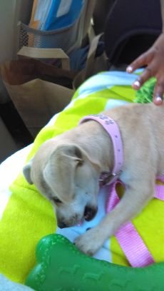 Hi I'm Daisy I love the new life with my new family. I was abandoned and stray until I was found and cared for. #MiraclesHappen/using my bro email