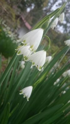 newsmarica's profile picture. 2014年1月  4人が歌う『恋のＡＢＯ』でNEWS堕ち  40代 箱推しゆるめの慶担です。