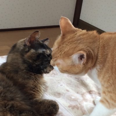 よなきぃーたさんのプロフィール画像