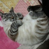 バナド☆ (@bana87do) 's Twitter Profile