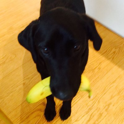 A very silly fun loving but mostly crazy Labrador! #dogsoftwitter