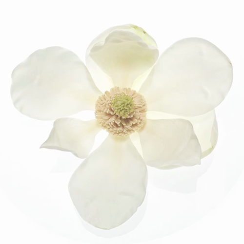 Saskia Havekes | Sydney's finest florist Magnolia Grandiflora SANDRINE + MICHEL http://t.co/IGceN0IB07