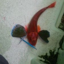 ワラサのプロフィール写真