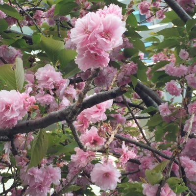 Mikoto_pixiv's profile picture. pixivでのんびり活動中の美琴です。キャラへの愛とネタなど色んな人とお話できればいいなーっと思っています。主に腐向け。腐無しも可。テニプリ/黒バス/弱虫ペダ/ハイキュー!!/free！/etc.