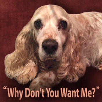 We strive to inspire and motivate people through song to either foster or adopt a dog or any animal from a rescue group or animal shelter. holly@hollacebari.com