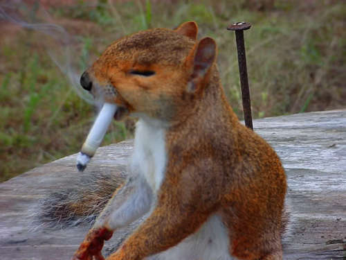 I'm just a squirrel trying to make his way through this crazy world, man.
