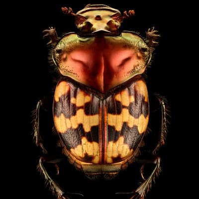TCZEN's profile picture. Films on science, music, art. My film for Levon Biss Microsculpture is a Vimeo 'staff picks' and finalist at SMASH.