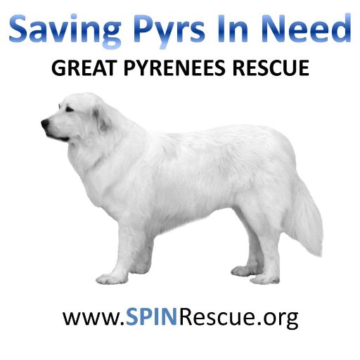 SPIN is a 501(c)(3) non-profit run entirely by volunteers. We rescue Great Pyrenees from animal facilities in the Dallas/Fort Worth metropolis.