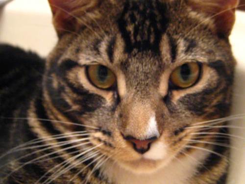 JackThaCat's profile picture. Just another Cat trying to teach my human parents that they live in a Cat world, and no the other way around.  Cats rule, dogs drool!!