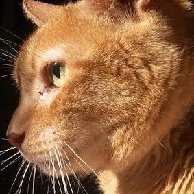 carreiro_manuel's profile picture. Hay momentos de la vida en que callar se convierte en una culpa. Hablar, una obligación, un deber civil, un desafío moral, un imperativo categórico.