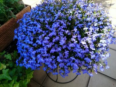 rocochan19's profile picture. 空/花/風景
写真 🎡✧⁠*⁠。