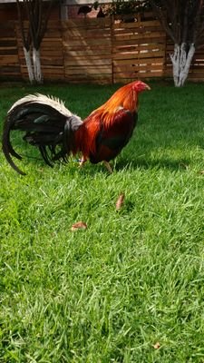 PEDROALFONSORIO's profile picture. 