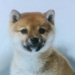 angracum28's profile picture. ホラー大好きっ子クラブ/わんこ愛好会/うまっこ倶楽部