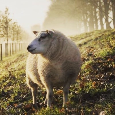 HiberniaCarpet's profile picture. Welcome to Hibernia Woolen Mills, we are marketers of the finest wool carpet in the world. Our carpets are crafted with pride in the USA.