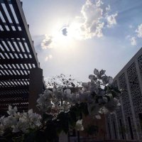 منيرهةة88 (@alsob7e88) Twitter profile photo