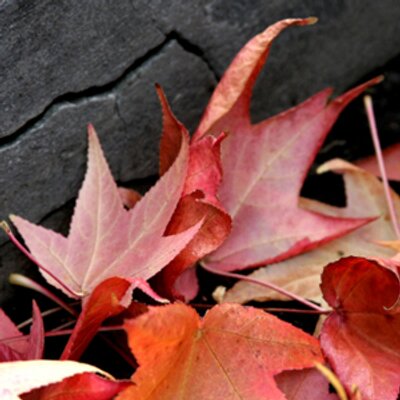 Redleaves Redleaves Twitter