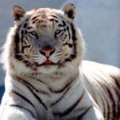 poojagoswami9's profile picture. Nature lover, Introvert reader and a naive writer...