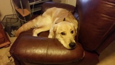 ThatKid_Joey's profile picture. That kid who plays the weird block game.  Just made this for fun.  Real account: @JoeyMcAwesome1