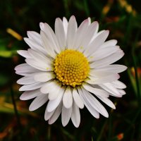 GatheringOfGardeners (@gathergardeners) 's Twitter Profile Photo GatheringOfGardeners (@gathergardeners) 's Twitter Profile Photo