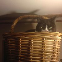 Julia Breens (@incadulk) 's Twitter Profile Photo