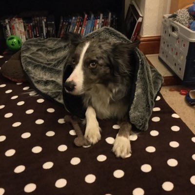 I am a blue merge border collie. Born in Belgium and I moved to the UK with my mummy. I know have a brother and sister, both cats. I was born in May 2011