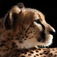 Digital Cheetah (@digitalcheetah) 's Twitter Profile