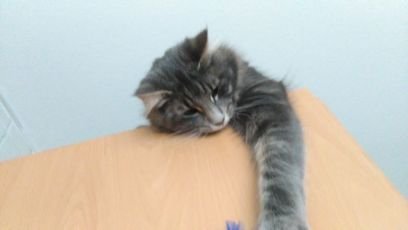 pablovictor2006's profile picture. 