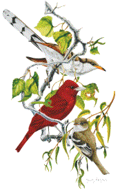 A wildlife sanctuary owned and operated by Audubon California. Please support this non-profit preserve.