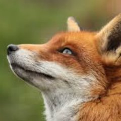 Get a bit of motivation from THE MOTIVATIONAL FOX! Scouring Reddit for the best motivational images and words. JUST DO IT!!!!