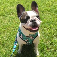 Cooper the Frenchie (@frenchiecooper) 's Twitter Profile