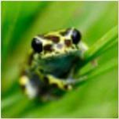 chiptweets's profile image
