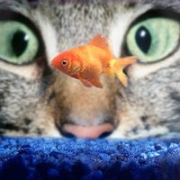 cognitivedissonanceeverywhere (@vercovicium) 's Twitter Profile