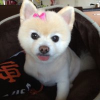 Bobbie J.(@PawshBB) 's Twitter Profile Photo