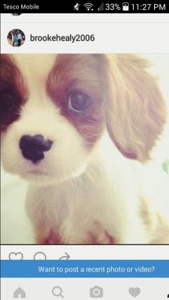 ReganZoey101's profile picture. love life

irish dance rocks

love my new dog