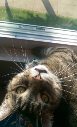 mizzombietree's profile picture. 