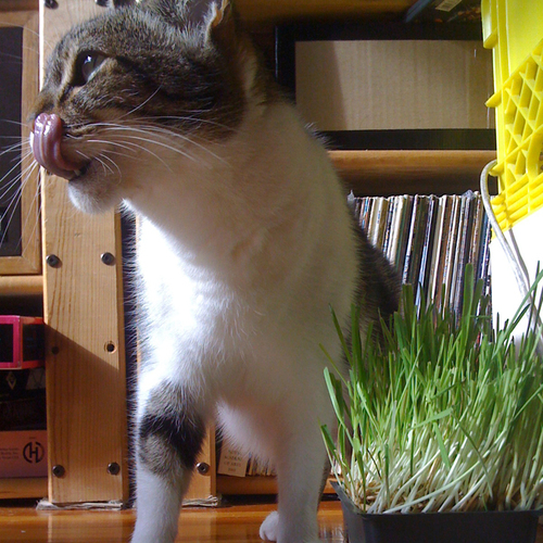 KikiKittyCat's profile picture. I am a princess kitty. My mom adopted me when I was 2 and she was my 3rd(!) owner. @RemyCat is my boyfriend: we lick each other's heads and have chases.