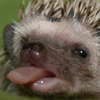 PreciousTongues's profile picture. Spreading photos of animals with their tongues sticking out to the world.