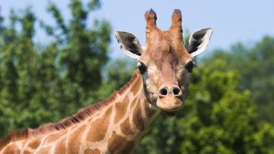 lover of love and liver of life and breather of breath. etc. founder of Independent  State of Giraffe. twitter is shouting into the void. no one responds.