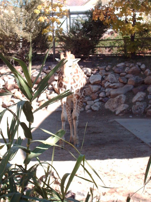 Yllohannkillman's profile picture. Animal LOVER!,Vegetarian(wanna be Vegan)Fav animal is the PIG!!