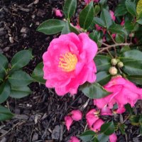 NCSTEMDIVA (@ncstemdiva) 's Twitter Profile