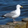 kumiopatra1's profile picture. ベンガル猫「むぎ」♀と、アメショーの「ホップ♂」が同居。  I love nature and creatures .　Live with ２ cats「MUGI♀」&　「HOP♂」🐱 ＊No DM！；時々料理。セールスや勧誘はお断り🆖❗
私のした他アカウントの、いいね♥やリポストは、其々のホームから…！