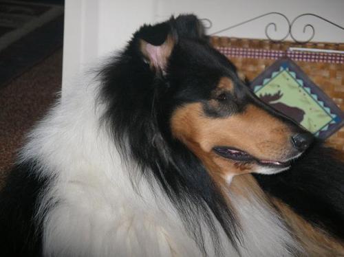 Love nature, bird watching, cooking, reading, jigsaw puzzles, movies, music and my most cherished dogs.