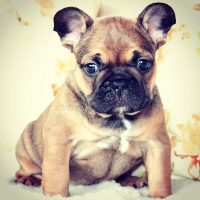 I'm a rare colored french bulldog breeder in Hungary . Follow me if you like the frenchies. E-mail: nagyneandi1@gmail.com