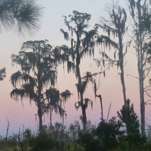 SessionsCypress's profile picture. 