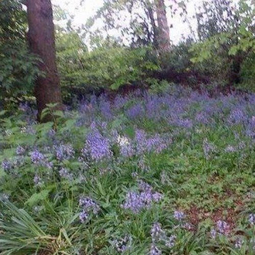 saveourcommon's profile picture. Save our Heaton Mersey common from destruction...